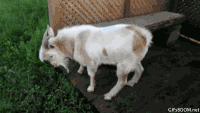 Fainting Goat GIF-downsized